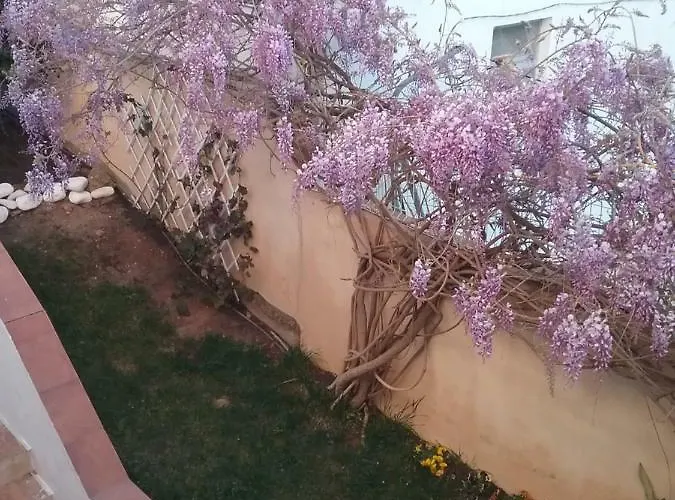 Beach,open Space , Terrace,garden Apartman